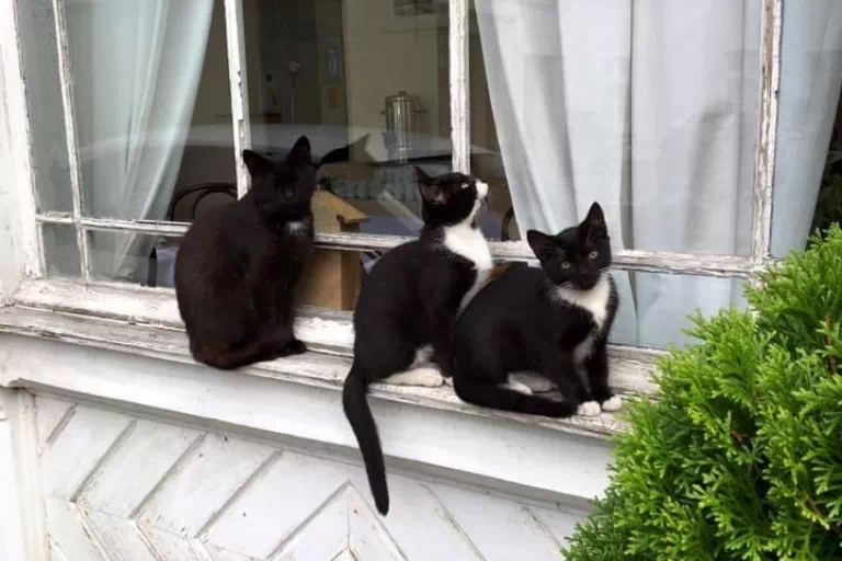 trzy koty na parapecie